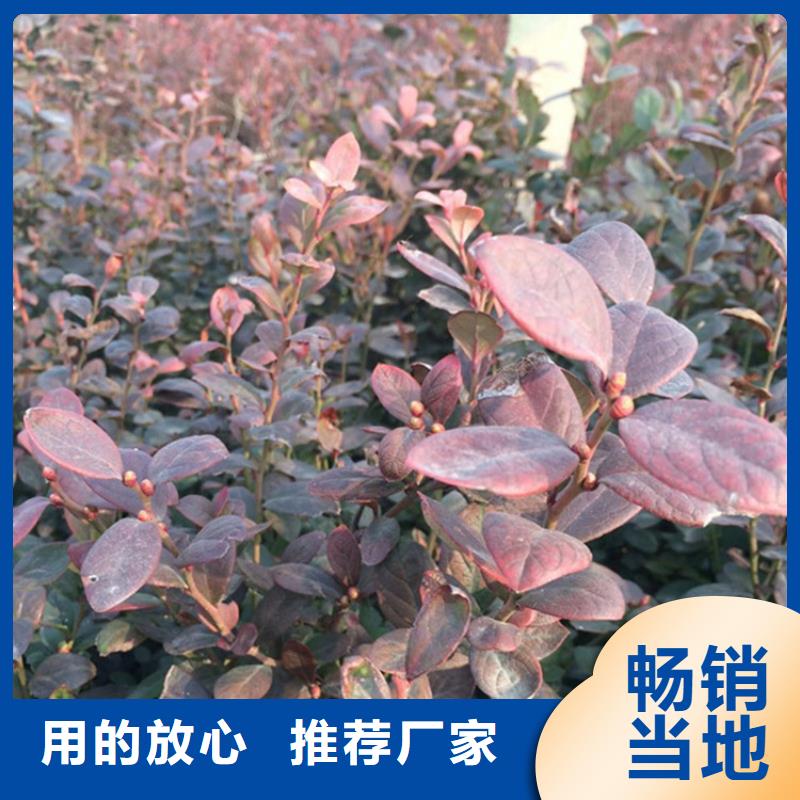 【藍莓苗】紅顏草莓價格實惠工廠直供