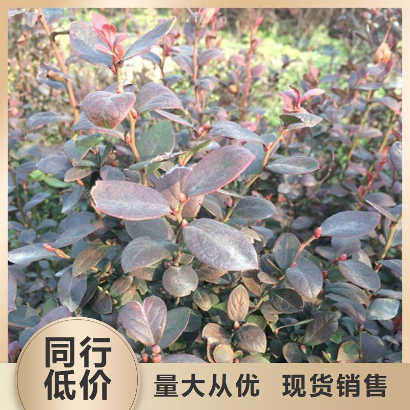 藍莓苗櫻桃苗適用范圍廣