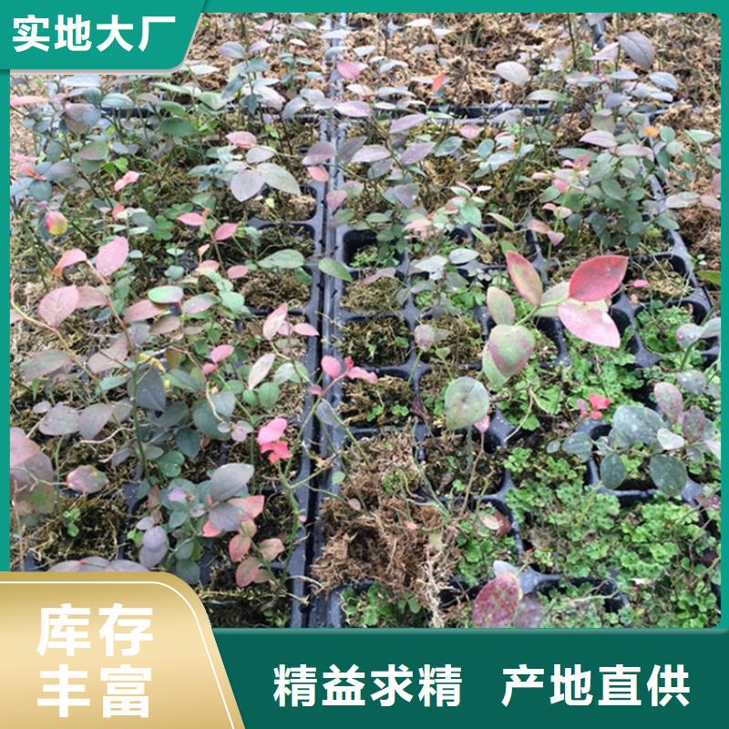 藍莓苗-【桃樹苗】廠家新品