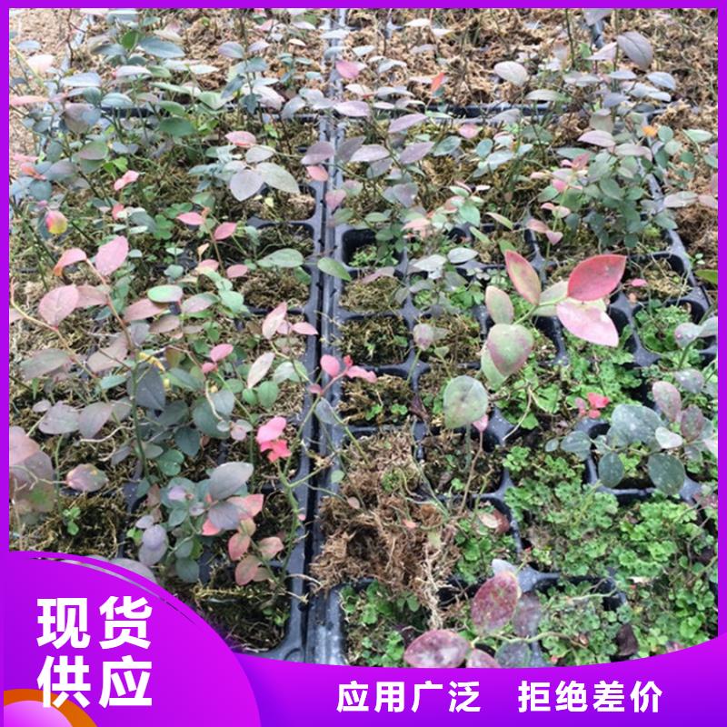 藍莓苗梨樹苗敢與同行比價格