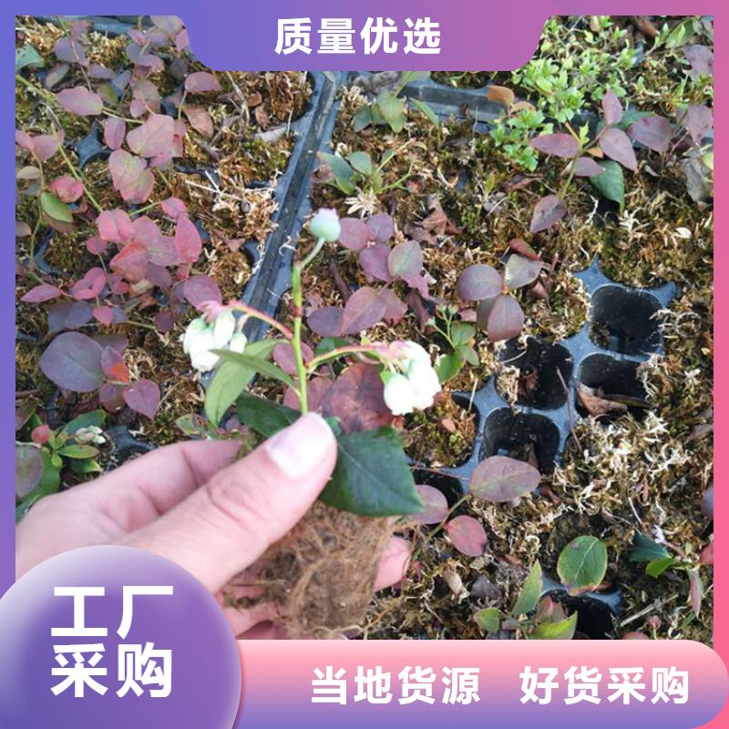 藍莓苗【蘋果苗】擁有多家成功案例