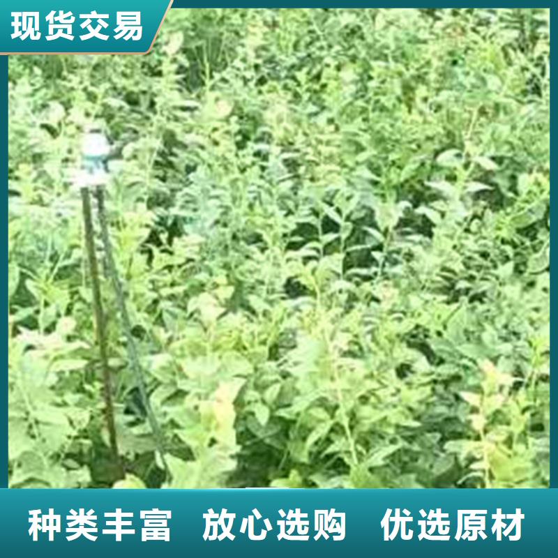 藍莓苗石榴苗專業生產N年