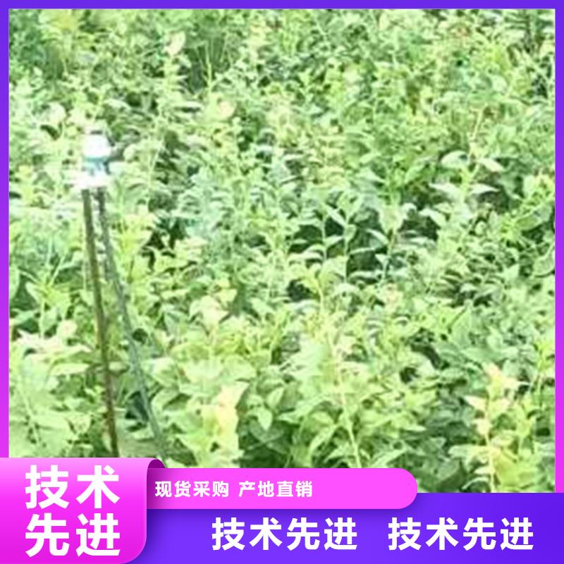 藍莓苗【嘎啦蘋果】N年大品牌