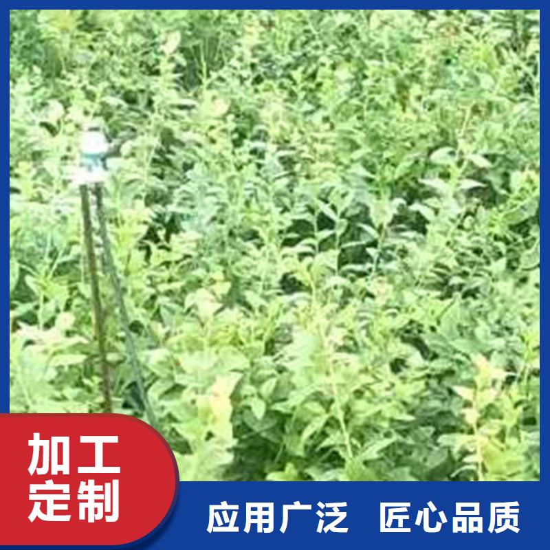 藍莓苗花椒苗高品質現貨銷售