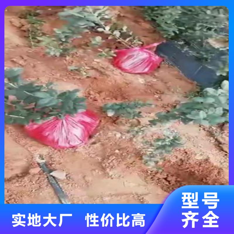 蓝莓苗葡萄苗厂家现货供应