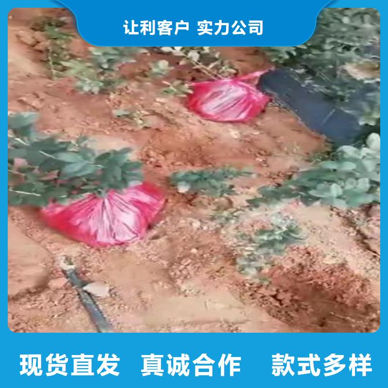 藍莓苗石榴苗工廠采購