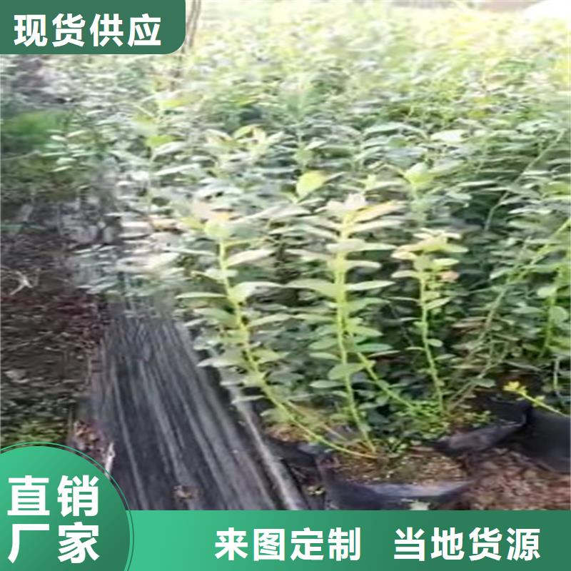 藍莓苗擁有核心技術優勢