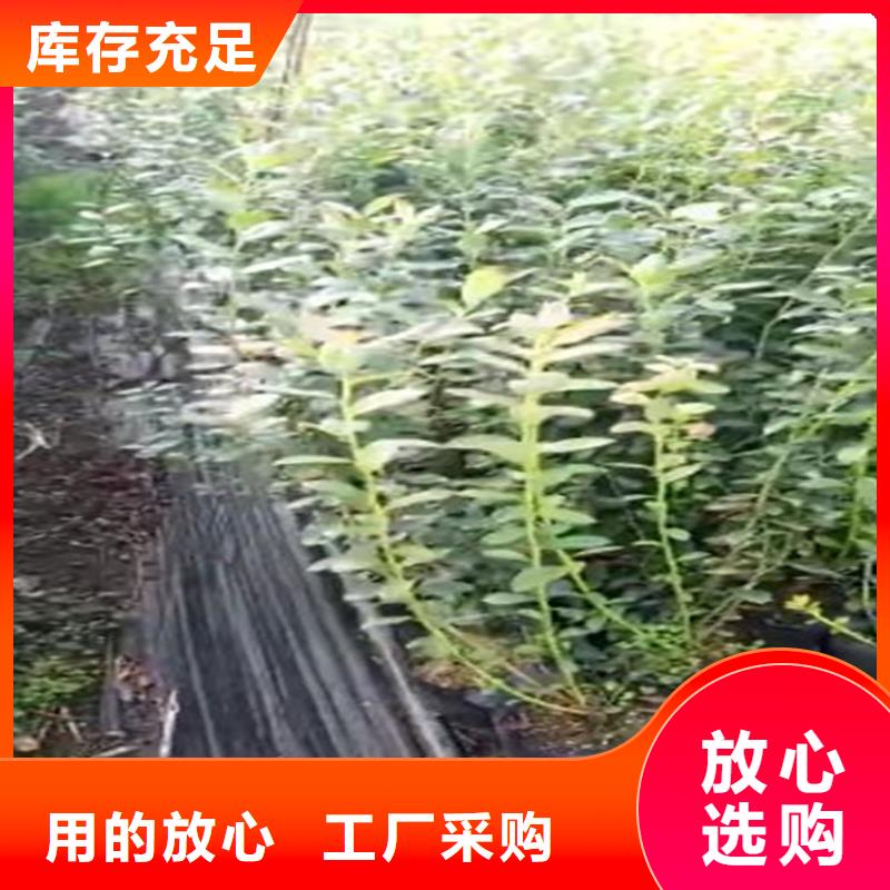 藍莓苗擁有核心技術優勢