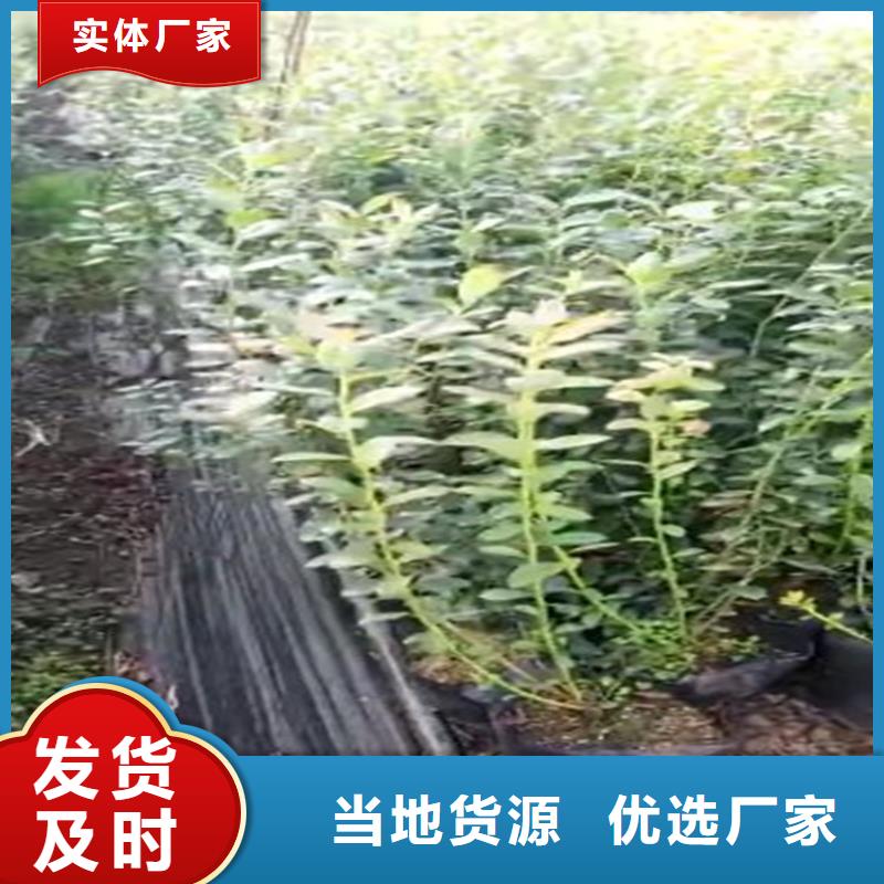 【蓝莓苗】樱桃苗加工定制