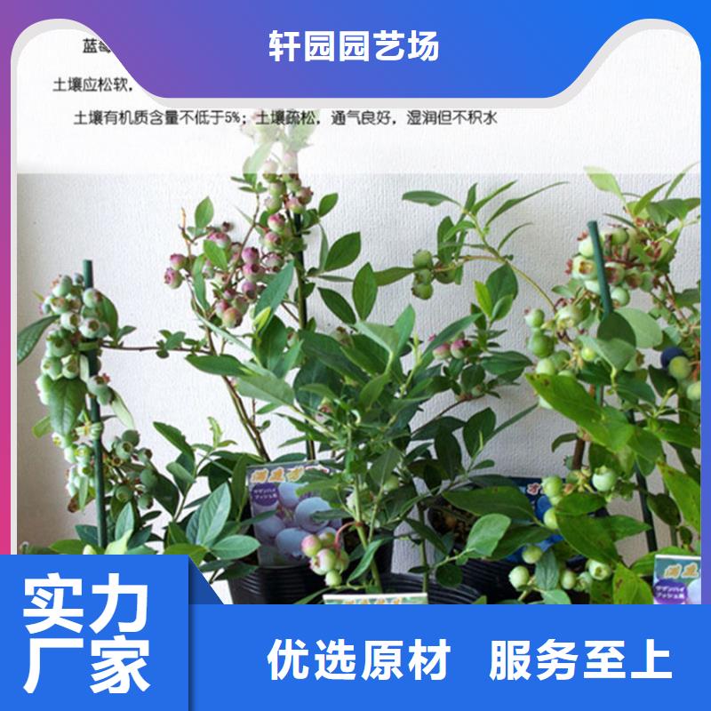 藍莓苗-【桃樹苗】廠家新品