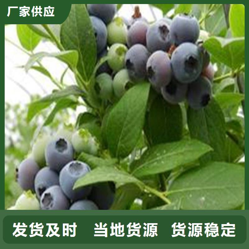 蓝莓苗樱桃苗质量三包