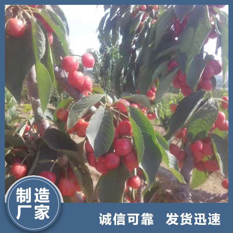 樱桃樱桃苗现货快速采购