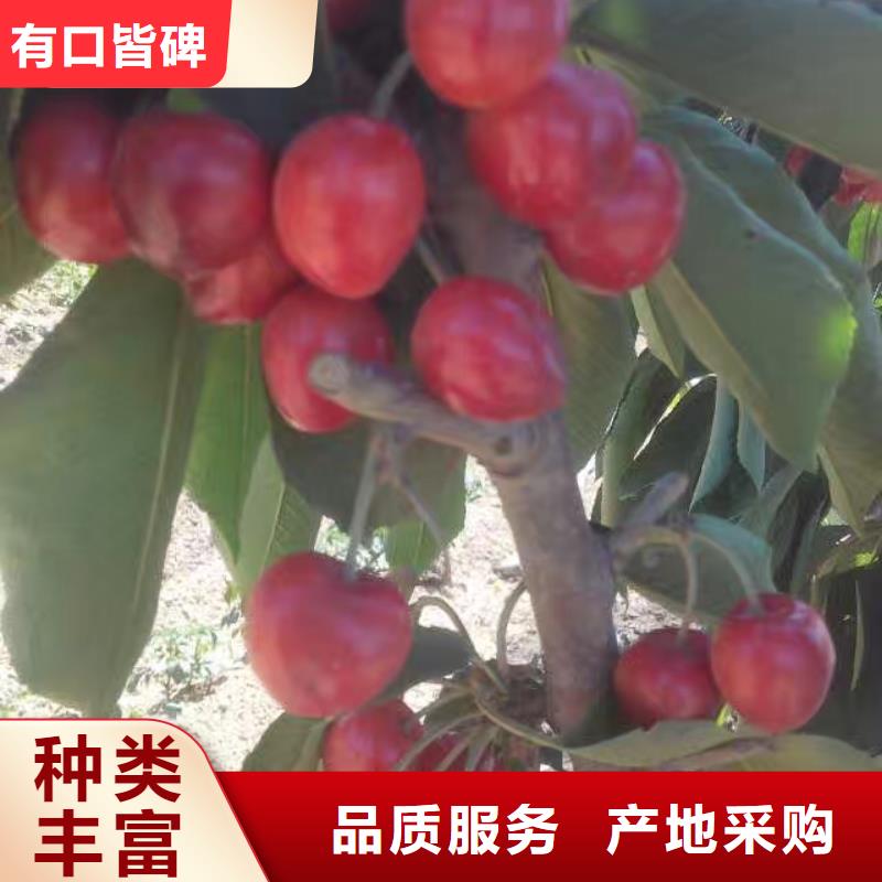 櫻桃,梨樹苗N年生產(chǎn)經(jīng)驗