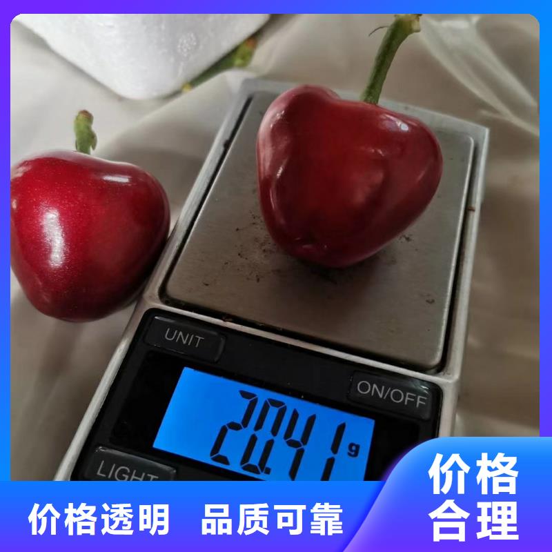 【櫻桃】梨樹苗產(chǎn)品參數(shù)