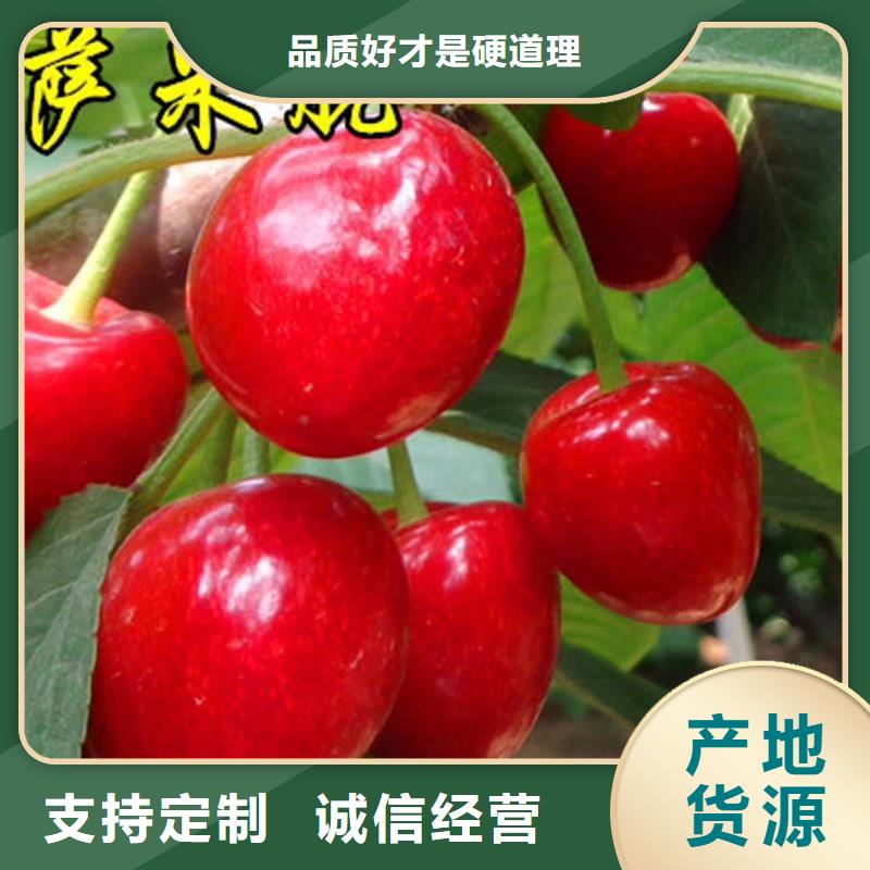 櫻桃櫻桃苗通過檢測