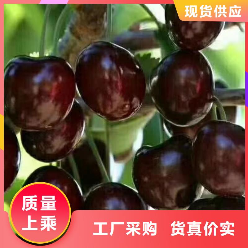樱桃樱桃苗满足您多种采购需求
