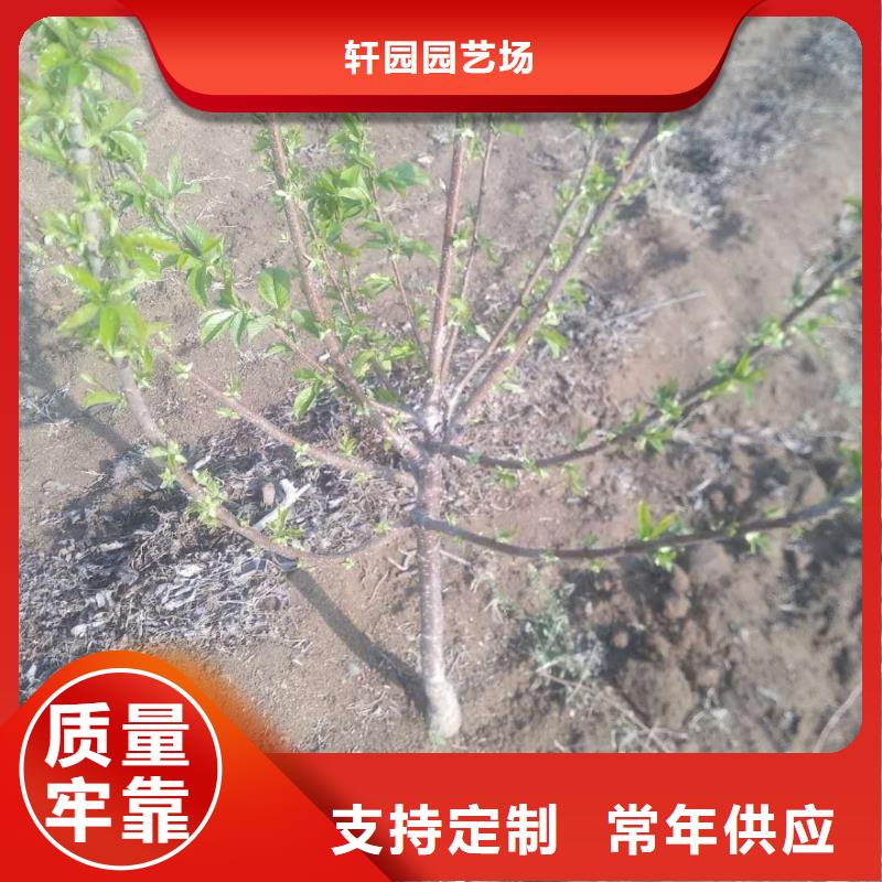 櫻桃瑪瑙紅石榴苗規(guī)格型號(hào)全