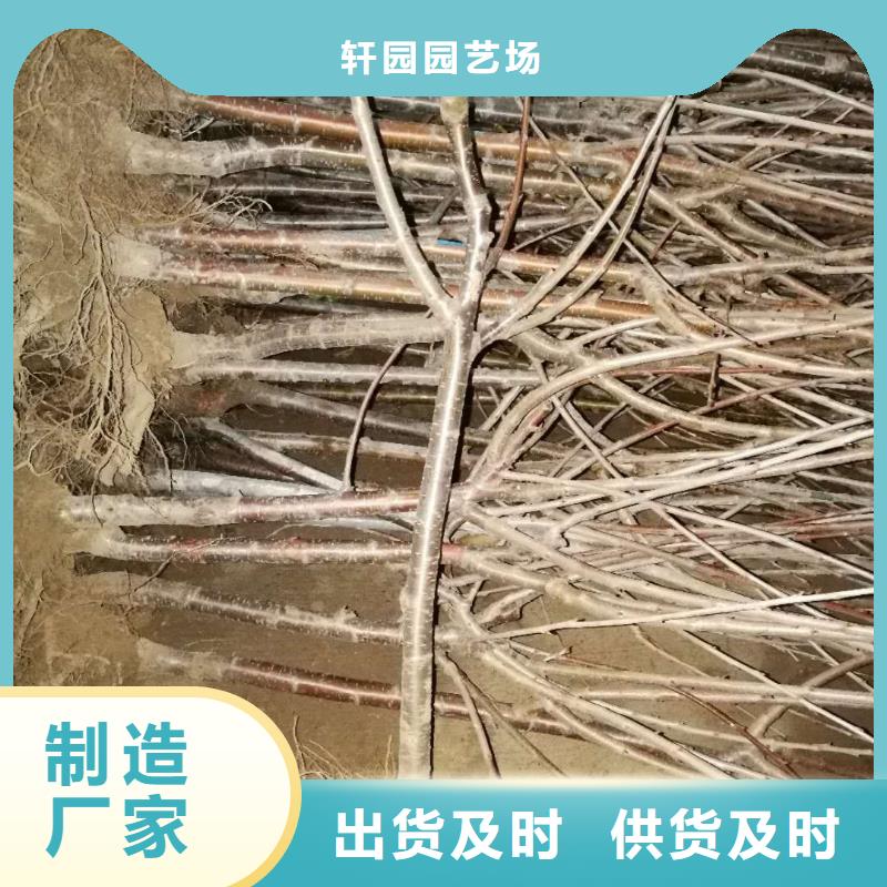 櫻桃櫻桃苗廠家直銷安全放心