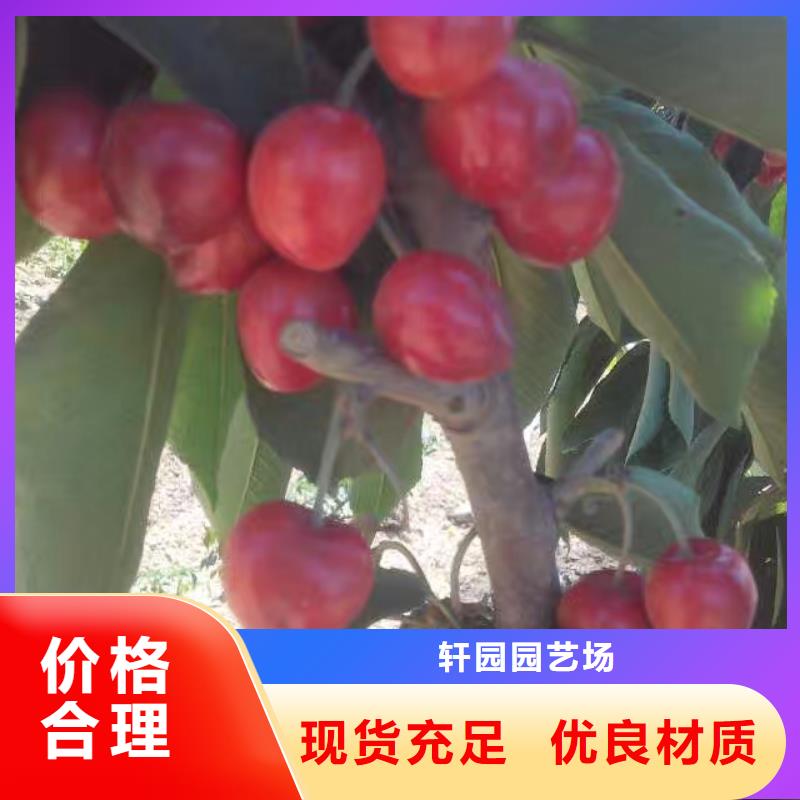 梅州找樱桃,苹果苗工厂价格
