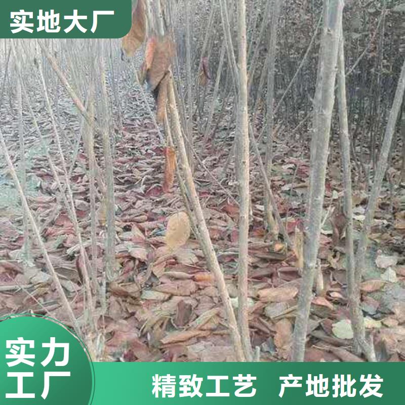 櫻桃無花果苗分類和特點