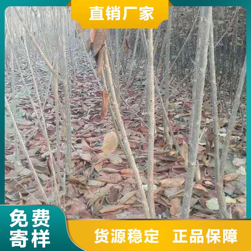 櫻桃桃樹苗精工制作