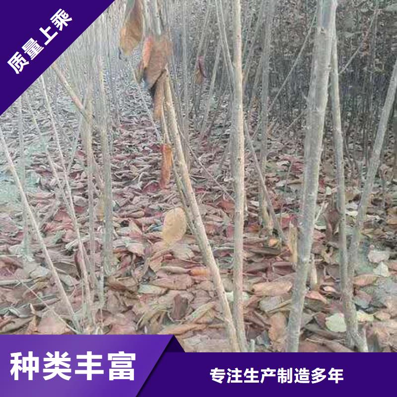 櫻桃櫻桃苗廠家直銷安全放心