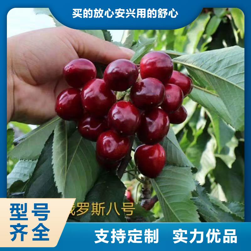 櫻桃【板栗苗】精選貨源