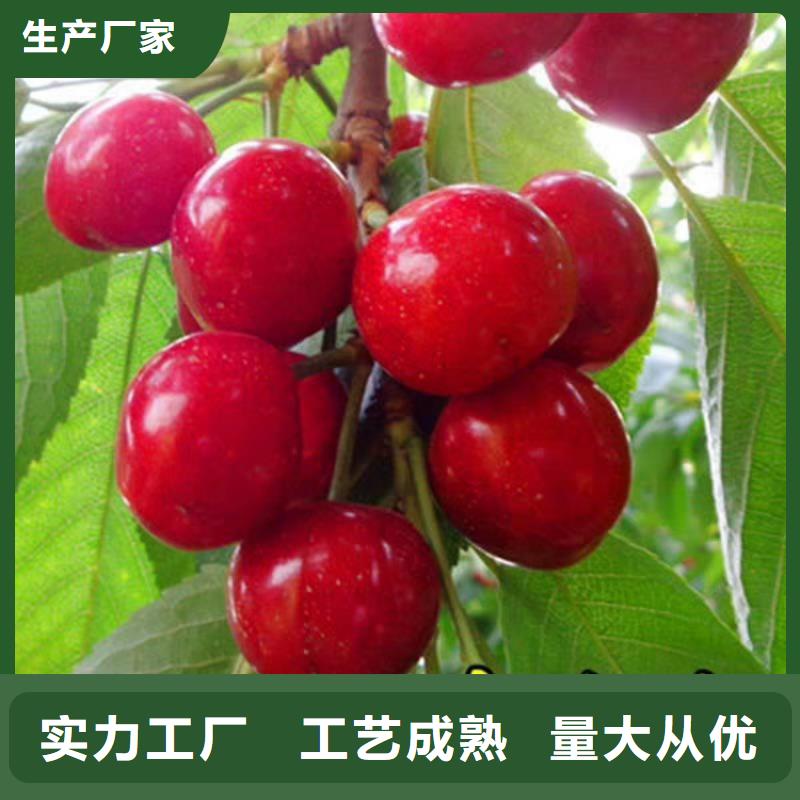 櫻桃【梨樹苗】質量好