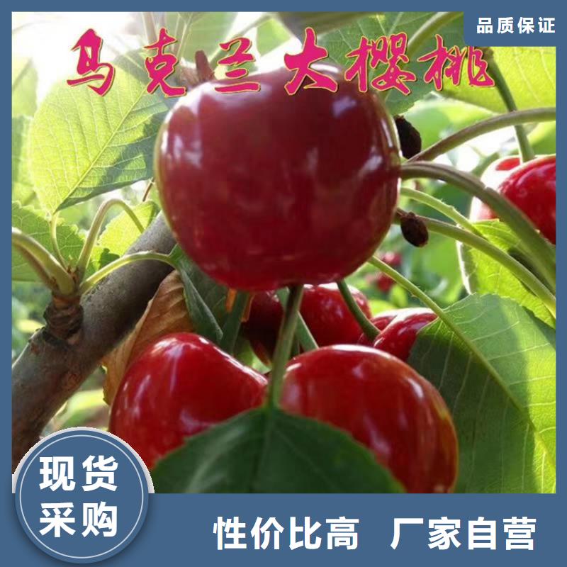 櫻桃藍莓苗嚴謹工藝