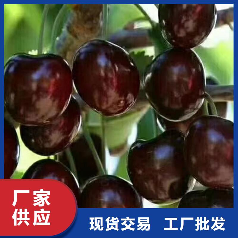 櫻桃-梨樹(shù)苗廠家型號(hào)齊全