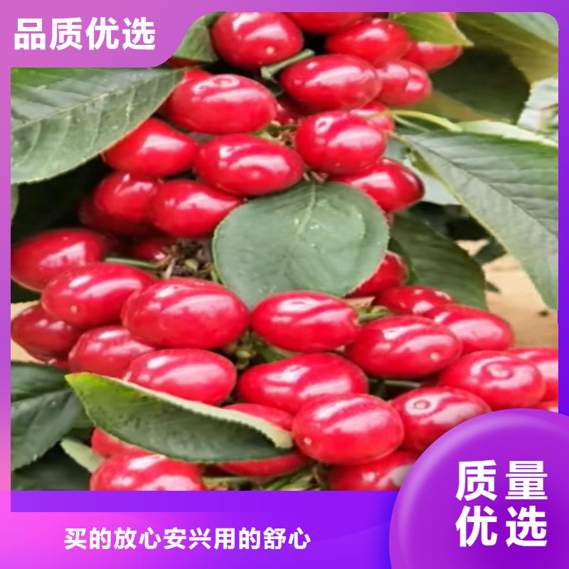 櫻桃-梨樹(shù)苗廠家型號(hào)齊全