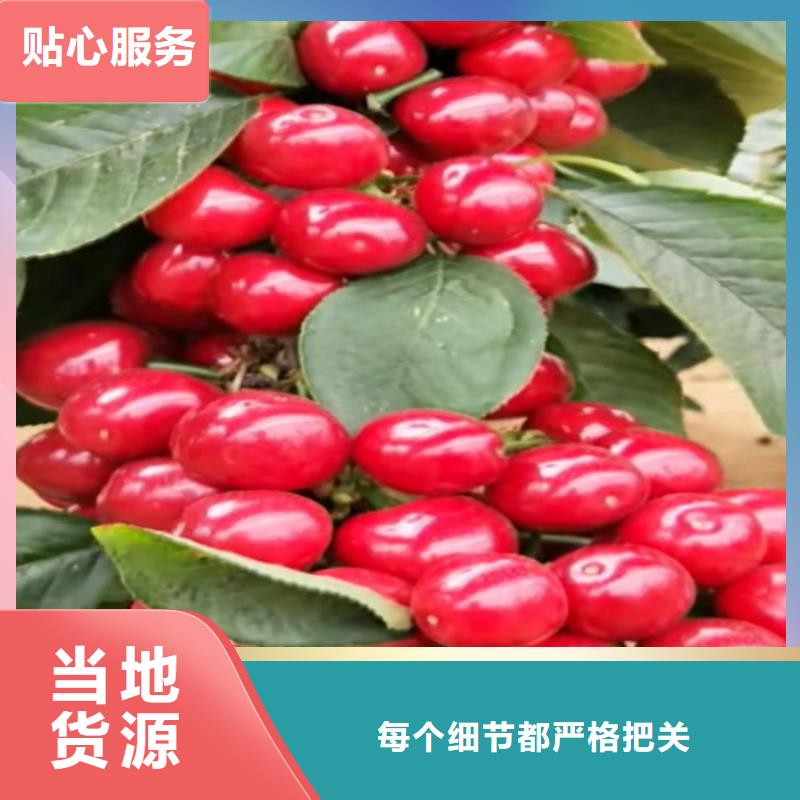 【櫻桃】梨樹苗產品參數