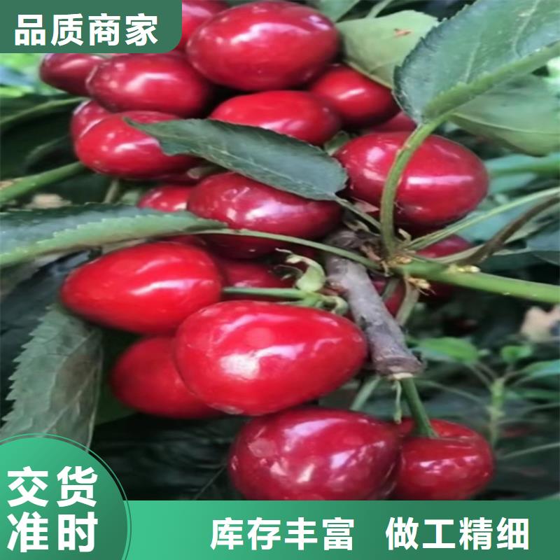 櫻桃梨樹(shù)苗源頭廠家量大價(jià)優(yōu)