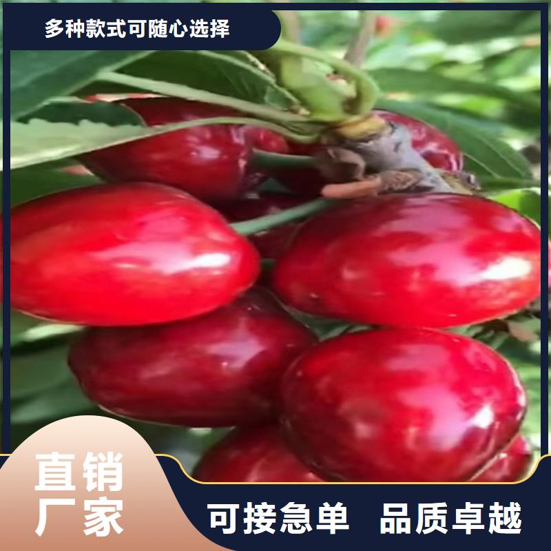 【櫻桃】桃樹苗來圖定制量大從優(yōu)