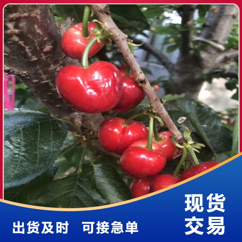 櫻桃櫻桃苗源廠定制