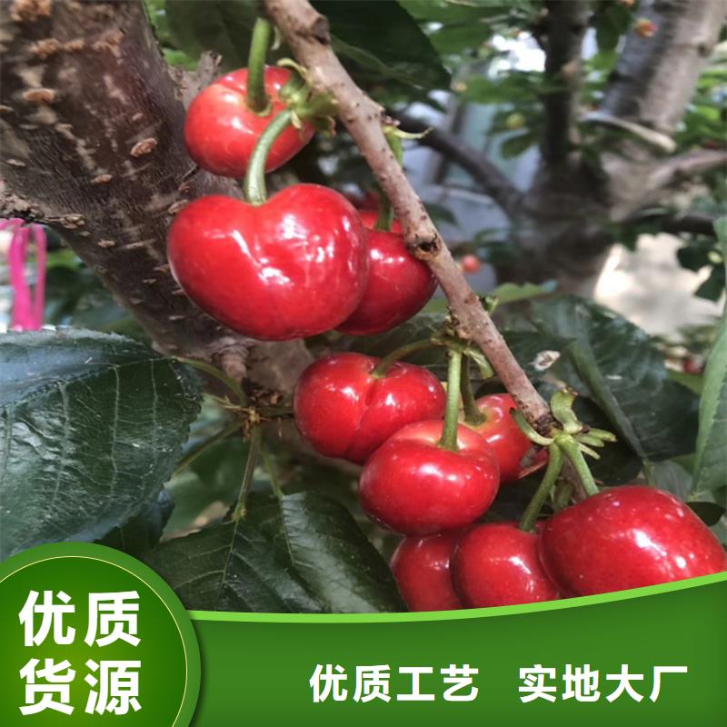 櫻桃嘎啦蘋果行業優選
