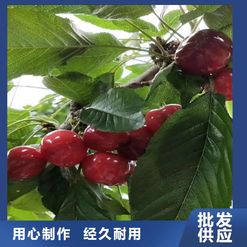 【櫻桃】梨樹苗產(chǎn)品參數(shù)