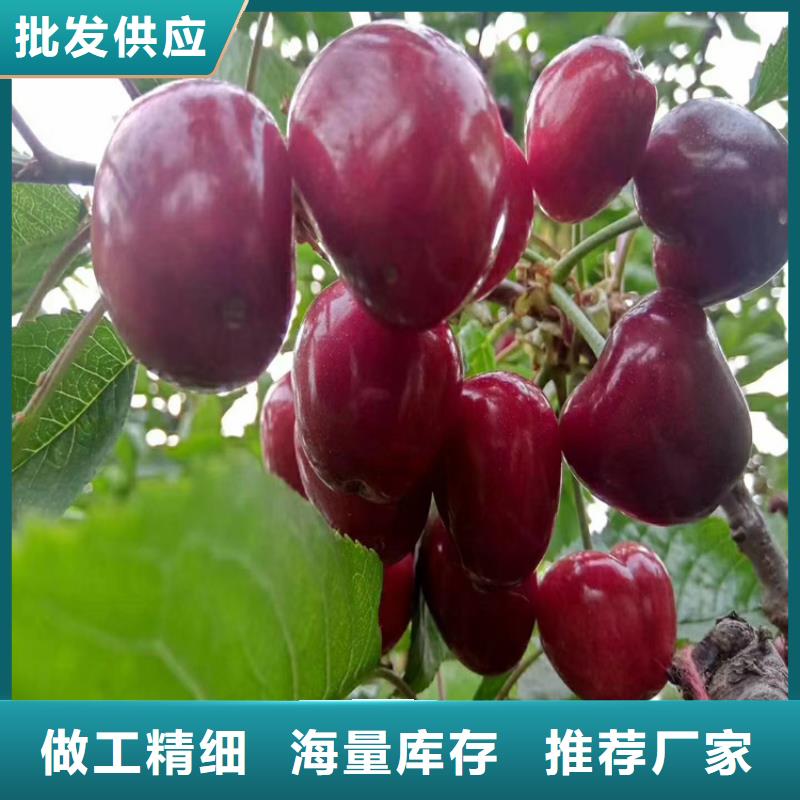 櫻桃,梨樹苗N年生產(chǎn)經(jīng)驗