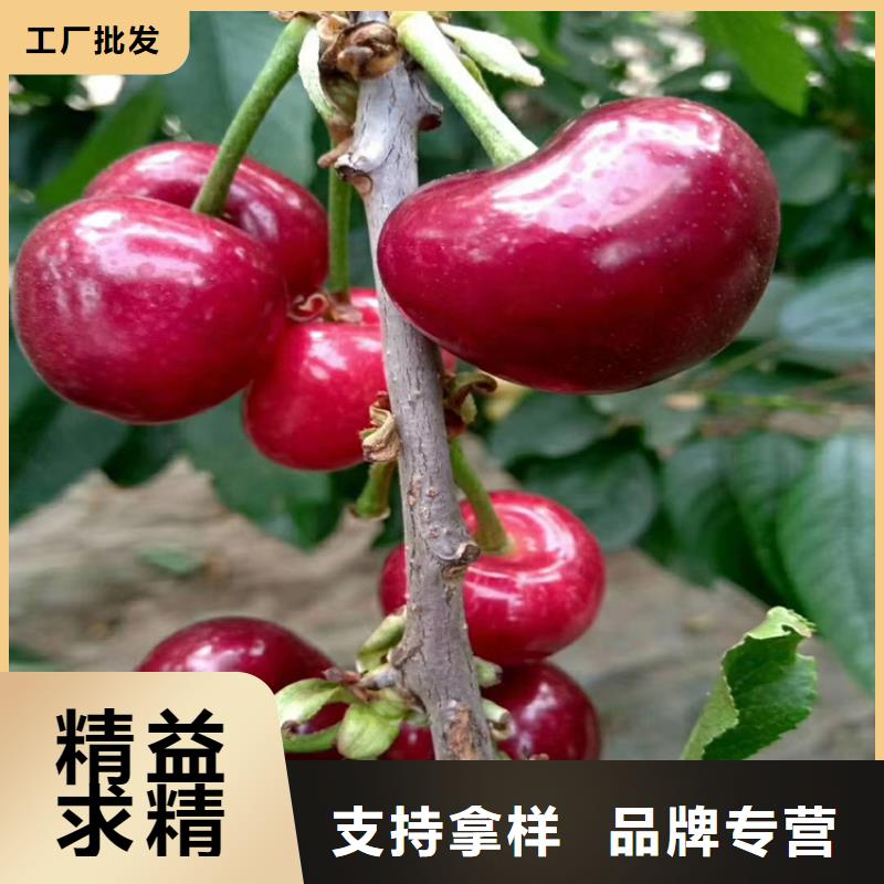 櫻桃石榴苗N年生產(chǎn)經(jīng)驗