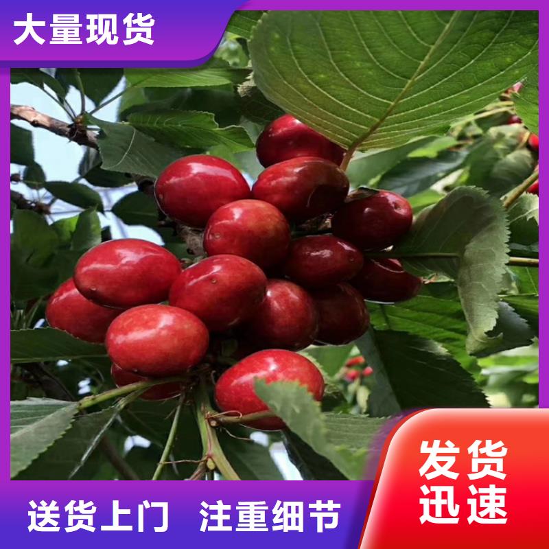 【櫻桃】-板栗苗專注細(xì)節(jié)專注品質(zhì)