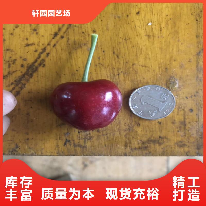 櫻桃_梨樹苗好產品價格低