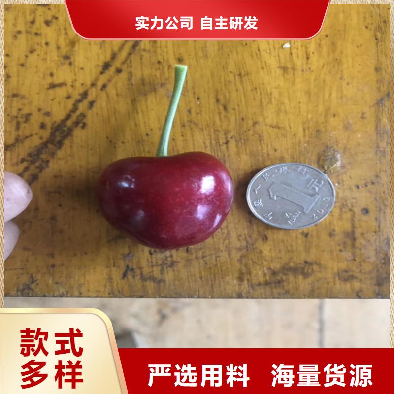 櫻桃櫻桃苗不只是質量好