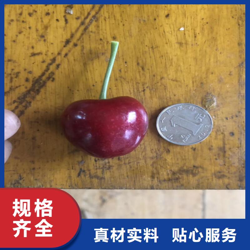 櫻桃葡萄苗產品細節參數