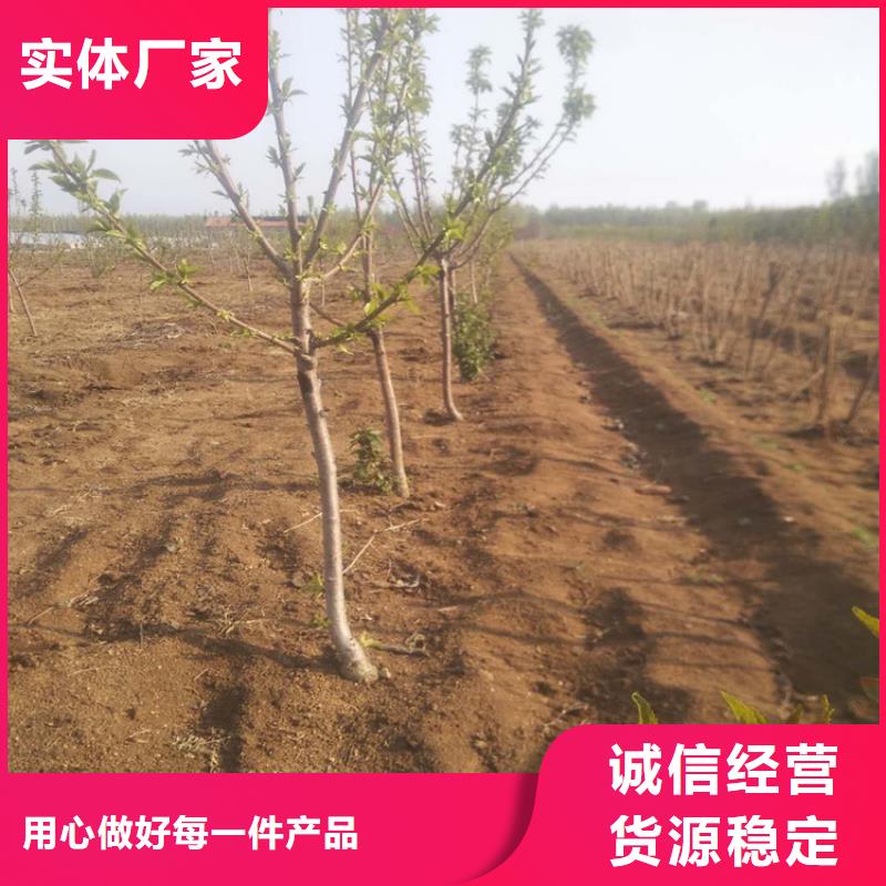 櫻桃西瓜苗服務周到