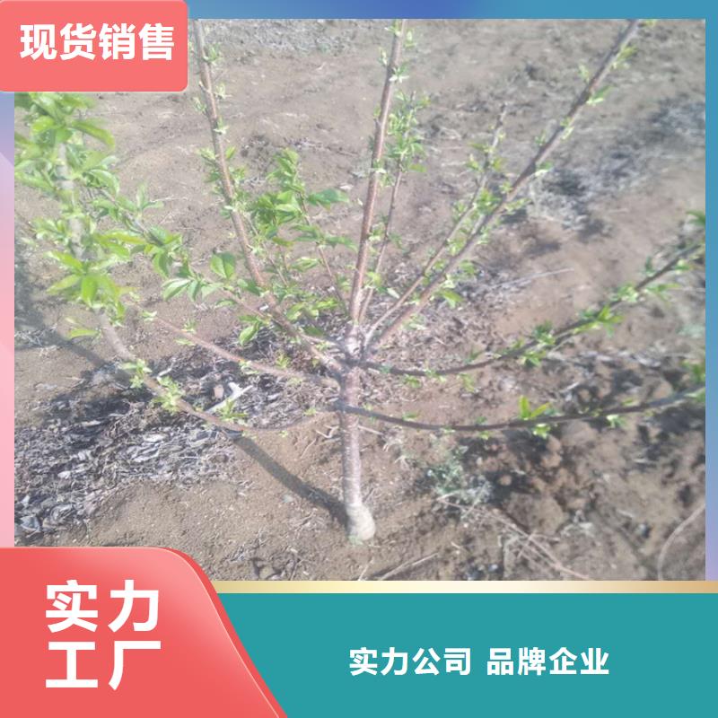 樱桃【3公分软籽石榴苗】厂家直接面向客户