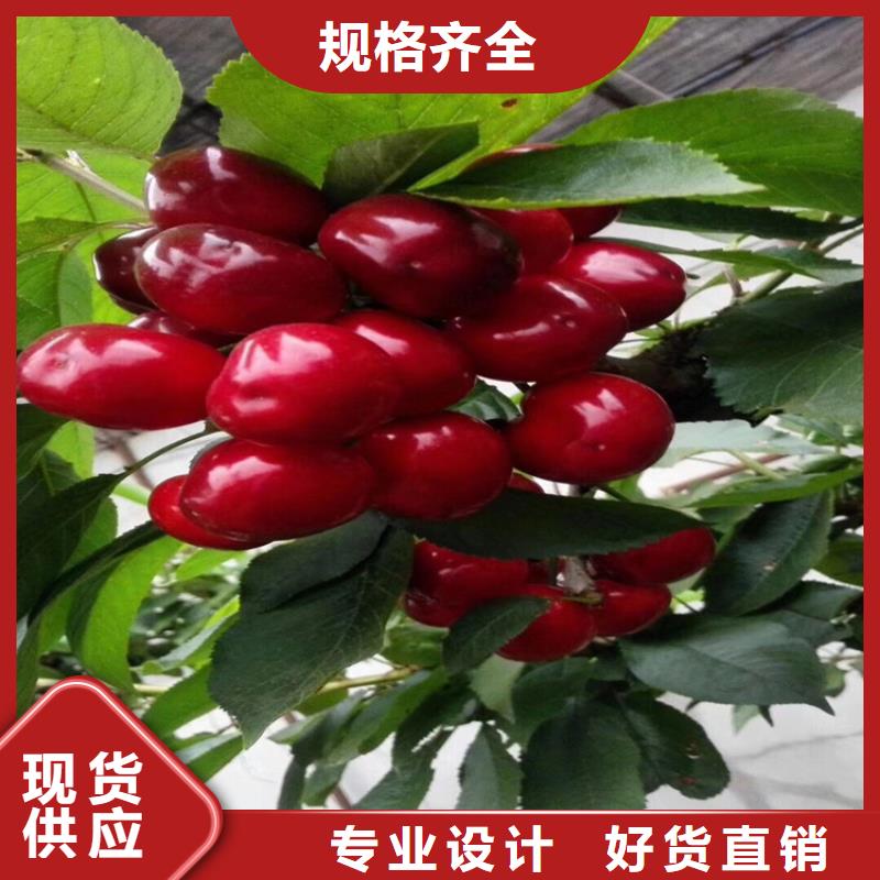 櫻桃葡萄苗產(chǎn)品細節(jié)參數(shù)