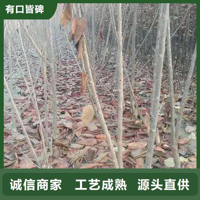 櫻桃蘋果苗按需定做