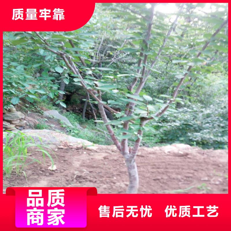 櫻桃_北美冬青來圖定制量大從優