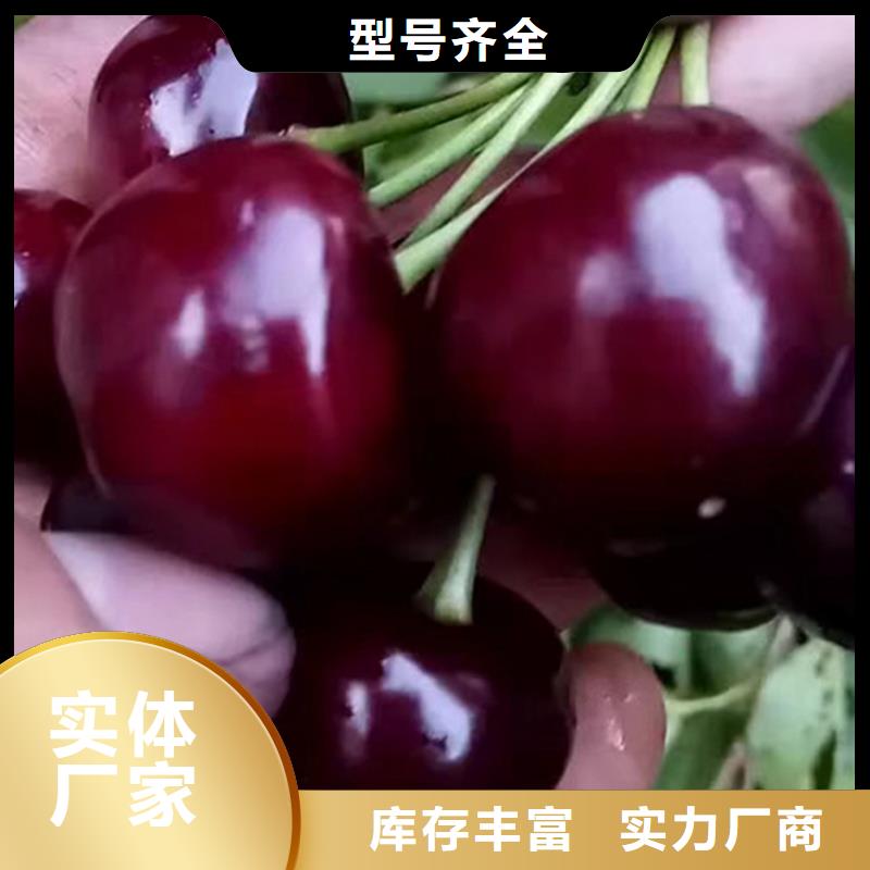 櫻桃藍莓苗嚴謹工藝