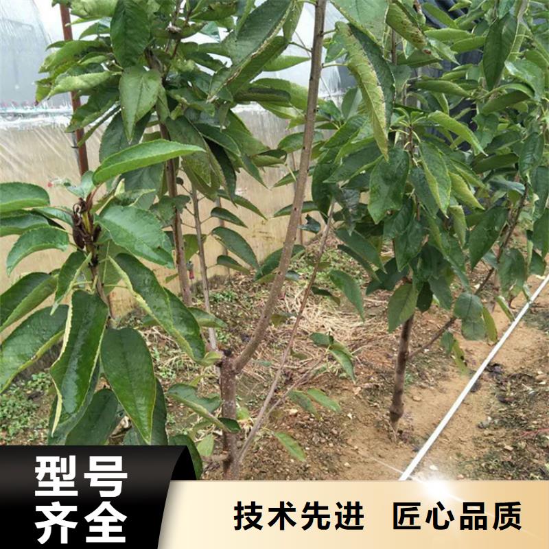 樱桃樱桃苗满足您多种采购需求